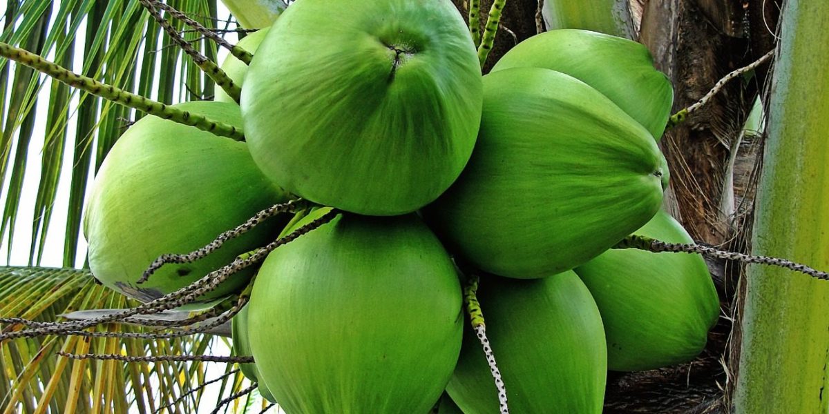 Wajib Kamu Ketahui Beberapa Negara Membuah Kelapa Terbesar!